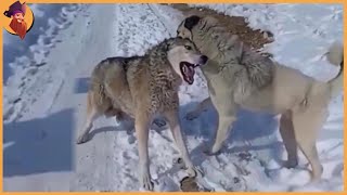 Top 60 Moments Kangals Attack The Most Dangerous Wild Animals