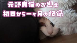 3歳の保護猫お迎えから一ヶ月密着！慣れていくまでのドキュメント？