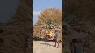 Download lagu #karnaval #shorts #merak #reogponorogo #reog #shoerts mp3