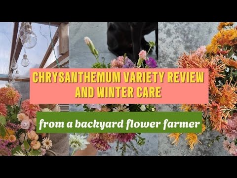 CHRYSANTHEMUM Winter Care and Variety Inspiration - growing chrysamthemums as a backyard farmer
