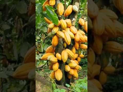 MEDICILÂNDIA. A CIDADE QUE EH A O PARAÍSO DO CACAU NO PARÁ