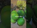 Burmese Organic Fruits from the Organic Farm (Bananas/Pomelo/Papaya/Lemon/Chilli)🇲🇲🍌🍋🌶