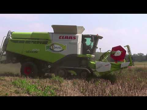 Rapsdreschen 2021 mit Claas Lexion 670 Terra Trac