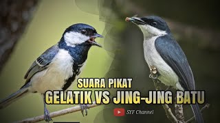 Download lagu SUARA PIKAT BURUNG GELATIK BATU VS JING-JING BATU PALING AMPUH !! mp3