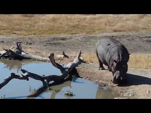 Djuma: Hippo with injured rear left leg comes to pan - 13:20 - 07/02/19