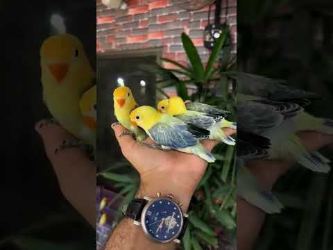 #lovebird #birds #lovebirdsaviary #beautifull #aviary #africanlovebird #asiacup2023