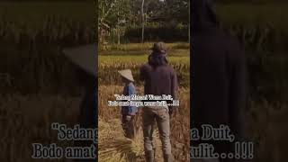 Download lagu Story WA petani punya cerita mp3