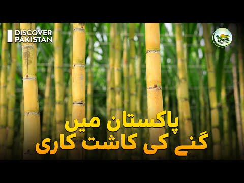 Unlocking Profit Potential in Pakistani Sugarcane Farming | Kissan Ka Pakistan | Discover Pakistan