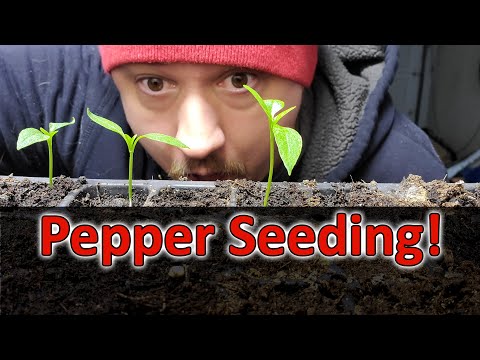 Starting Pepper Seeds Indoors - How, When, and Why! Part 1 of 3