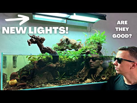 TESTING NEW BUDGET FRIENDLY AQUARIUM LIGHTS ON MY BIG SHALLOW TANK!