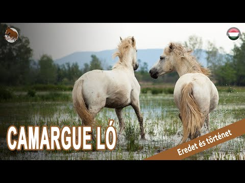 , title : 'CAMARGUE LÓ, az egyik utolsó vad ló Franciaországban, FAJTÁK SZÁRMAZÁSA'