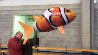 preview picture of video 'Némo Poisson Volant !'