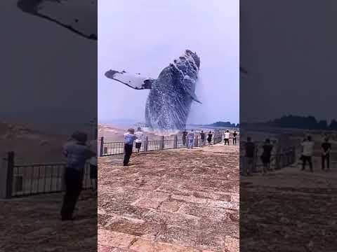 GIANT WHALE CAPTURED ON CAMERA