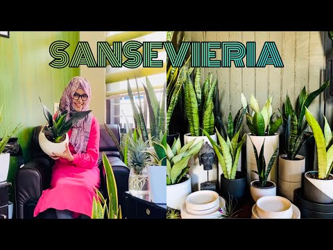 , title : 'SNAKE PLANTS(SANSEVIERIA)/How to grow sansevieria in Malayalam/English Subtitles-The Complete Guide'