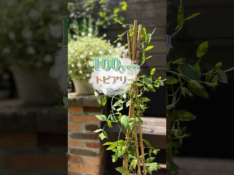 園芸 テキサスクレマチス