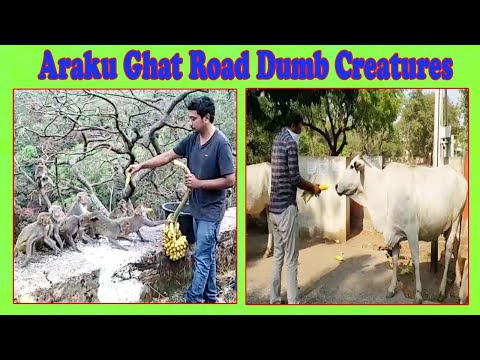 Araku Ghat Road Dumb Creatures అరకు విశాఖ ఘాట్ రోడ్ లో మూగ జీవులకు ఆహారం దొరక్క విల్ విల్ ఆడుతున్నాయిin Visakhapatnam,Vizagvision....