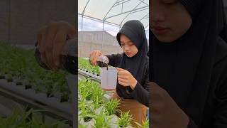Download lagu Rahasia Sukses Hidroponik: Cek PPM dan pH air dengan tepat #hidroponik #nutrisihidroponik mp3 Download lagu Rahasia Sukses Hidroponik: Cek PPM dan pH air dengan tepat #hidroponik #nutrisihidroponik mp3