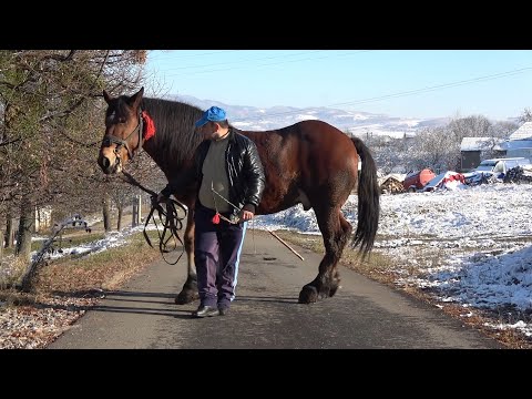 Calul lui Danut de la Bratca, Bihor - 2019 Nou!!!