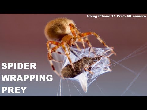 Spider catching huge prey and wrapping dramatic video