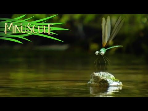 Minuscule – Coccinelles/Lady Bugs (Season 1)