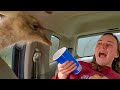 Drive Thru Safari Park Gone Wrong Animals Attacking People PETASTIC