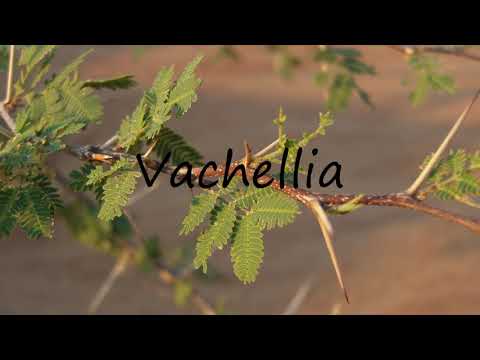 How to Pronounce Vachellia?