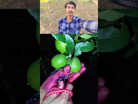 #TIMELAPSE START to FINISH Alone BUILD LOG Cabin (Wooden House) How To Build Wooden Cabin new post