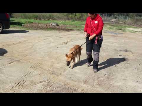 Vídeo de YARA