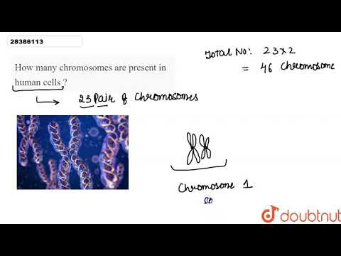 How many chromosomes are present in human cells ?