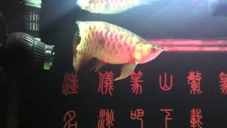 IMG 3058
