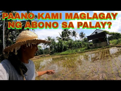 PAGLALAGAY MG ABONO SA PALAY I BUHAY BUKID
