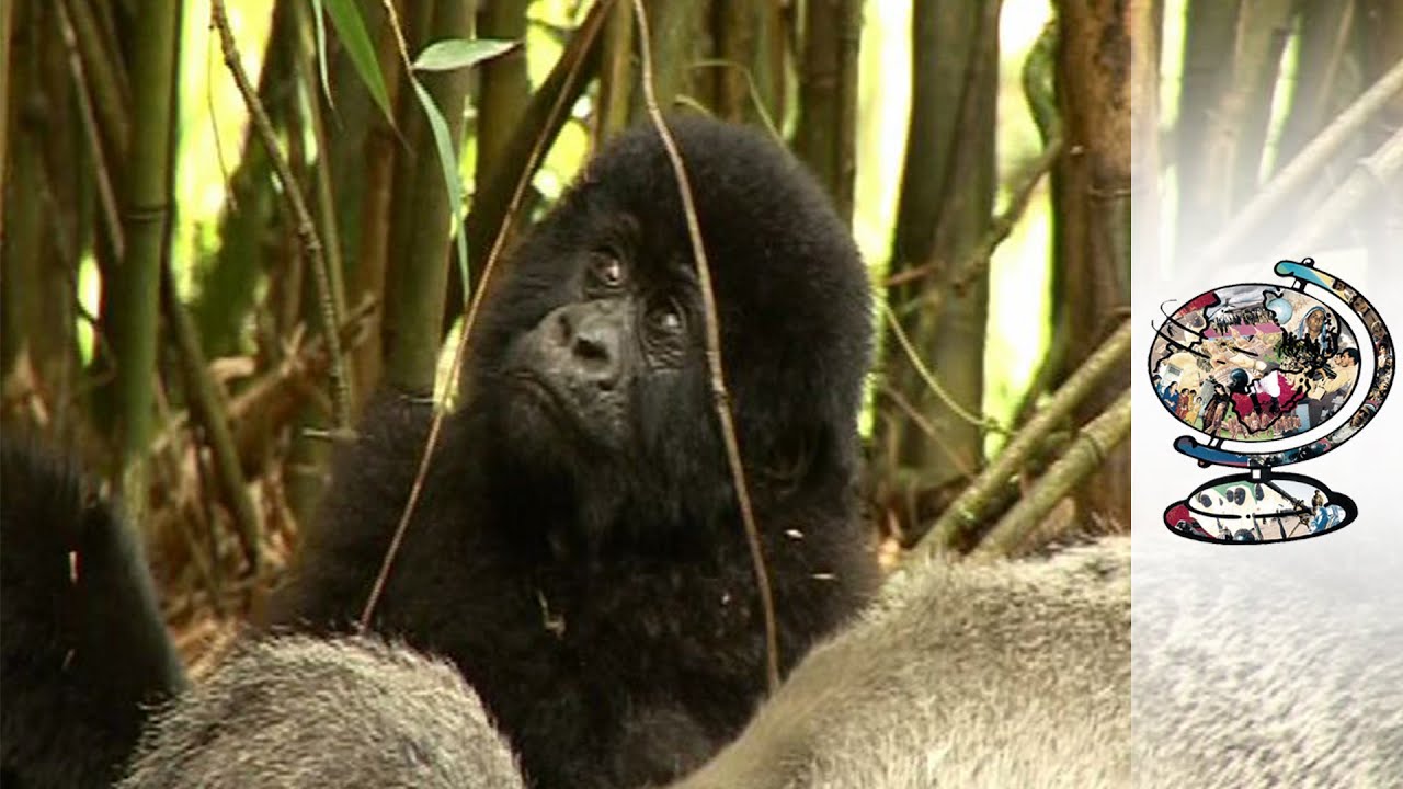 Is ecotourism the best hope for Rwanda’s mountain gorillas?