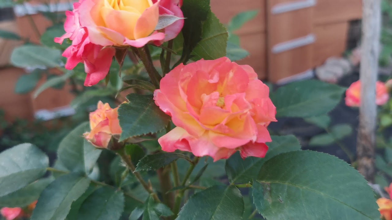 Плетистая Роза Румба и Коктейль.