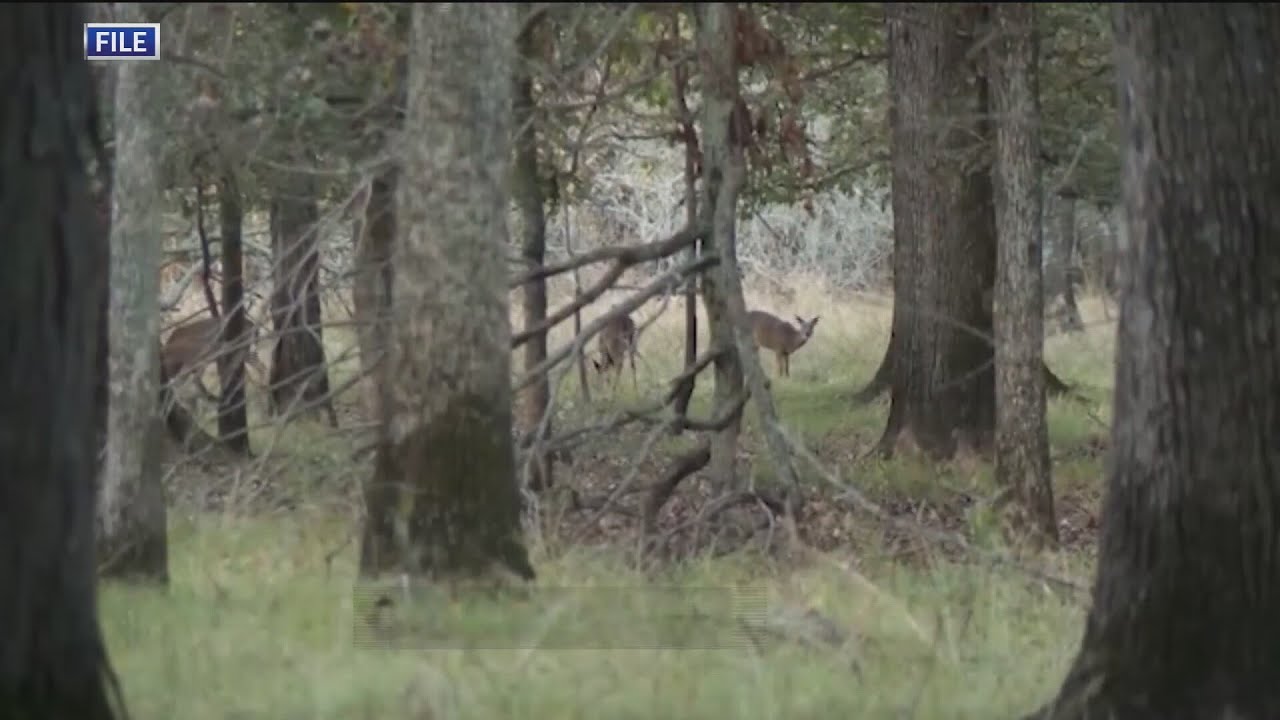 Viral disease spotted in West Virginia deer