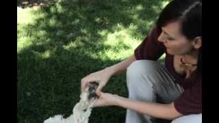 Dog Grooming Care. Tips & Tricks for Grooming & Brushing your Dog