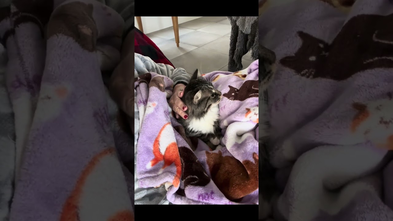 Sassy, a Adoptable Domestic Medium Hair in HUNTINGTON BEACH, CA video 6/6