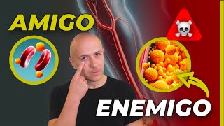 La verdad sobre el MITO del COLESTEROL | NOS HAN MENTIDO