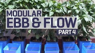 How to set up an Ebb & Flow / Flood & Drain Hydroponics Growing System