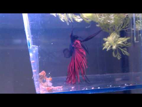 Betta tank, how to keep multiple fish in 1 tank