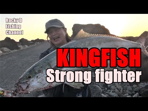 Kingfish Shore fishing Rocky D Vol.166
