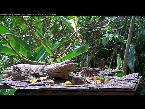 Green Honeycreeper Pair Feed Side By Side – March 2, 2019