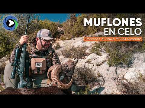 HUNTING MOUFLON DURING THE RUT IN ALICANTE