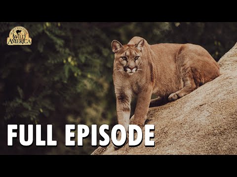 Wild America | Special E1 'The Predators' | Wild America Animal Channel