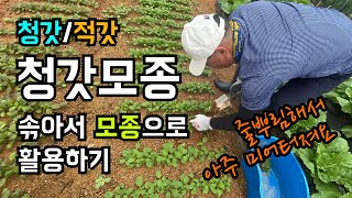 청갓 적갓 솎아서 모종으로 활용하기 / 일석이조 개체 증식 / 이웃집에 나눠주기