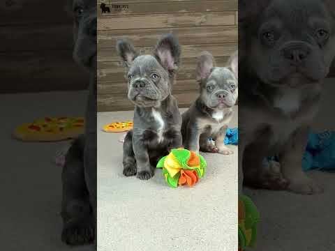 Video 1