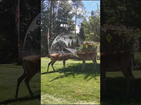 Montana Living Cover