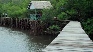 preview picture of video 'Wisata mangrove mentawir city'