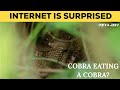 KING COBRA EATING ANOTHER COBRA Viral Picture Rare Picture King Cobra Cobra Snake Vs Snake