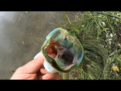 What can you catch with Izumi in the canal on a windy evening: pike & perch fishing with lures.