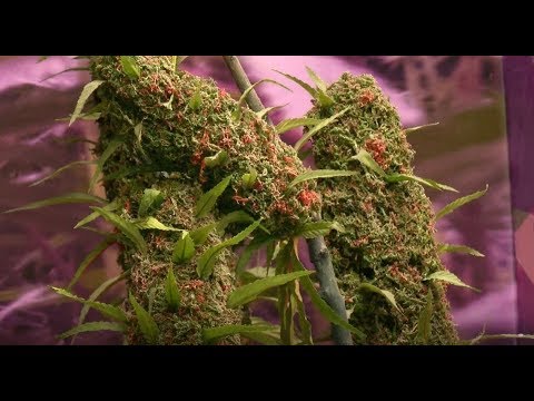 New Nevada law prohibits marijuana testing as hiring practice